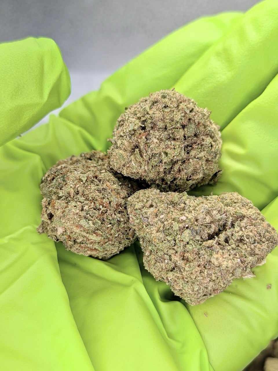 White Cherry strain